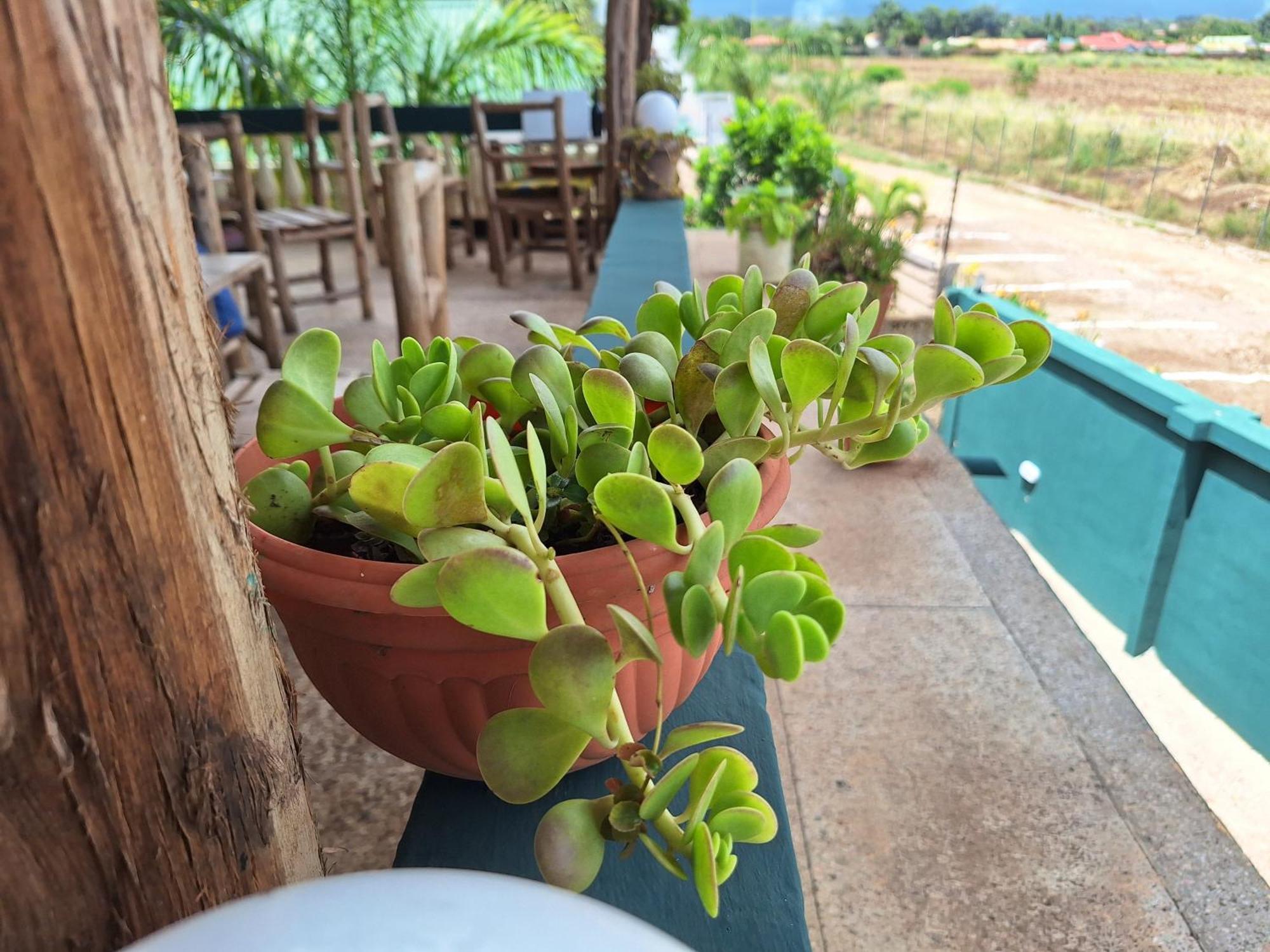 Hill View Garden Hotel 모시 외부 사진